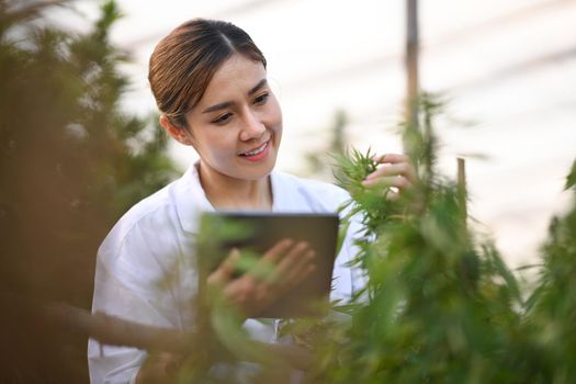 Professional researchers using digital tablet and checking cannabis plants in greenhouse. Alternative herbal medicine, health, hemp industry concept.