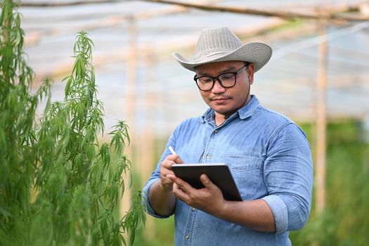Smart farmer using digital tablet and checking cannabis plants in greenhouse. Alternative herbal medicine, health, hemp industry concept.