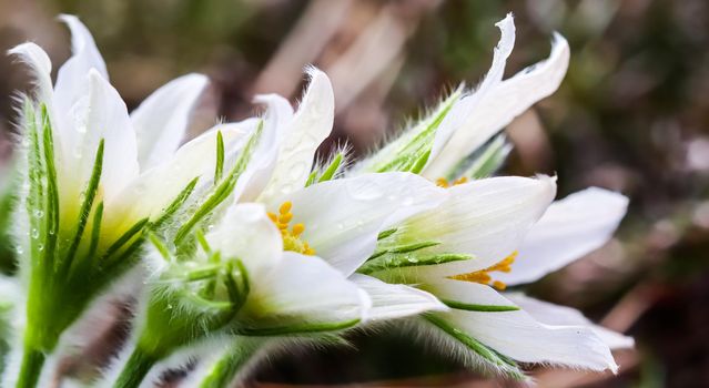 Opening beautiful white silky flowers pulsatilla alpina in spring garden