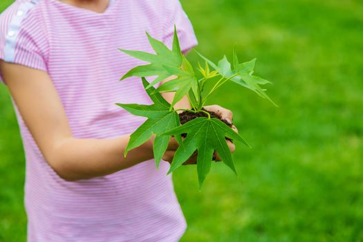A child plants a plant in the garden. Selective focus.nature