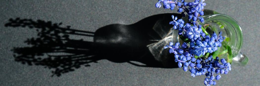 Bouquet of blue Muscari. Black background. Spring bulbous flowers. Flower shop concept. Copy space for text