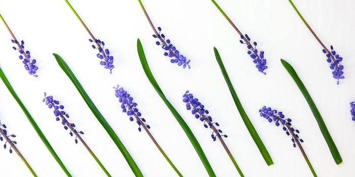 Floral pattern made of blue muscari on white background. Flat lay, top view. Summer spring natural background. Spring postcard for mom's day, earth day, nurse international day
