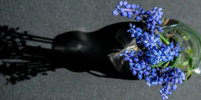 Bouquet of blue Muscari. Black background. Spring bulbous flowers. Flower shop concept. Copy space for text