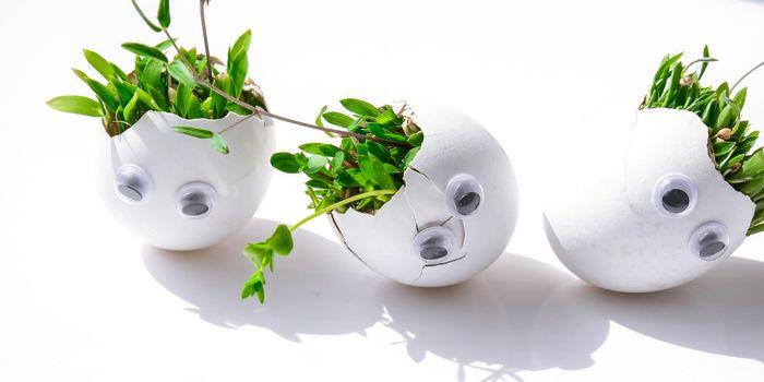 Fresh micro greens. Microgreens of arugula and cress grow in white egg shell with funny faces. Sprouts. Seedlings without plastic. Growing microgreens at home gardening. Save the planet Eco concept. Life Easter minimal concept.