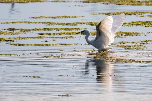 egret bird on the lake looking for prey in the summer time