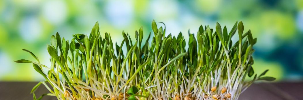 Sprouted wheat on nature background. Roots, food, health. Micro green sprouts. Organic, vegan healthy food concept. Home gardening Seedlings. Seeding