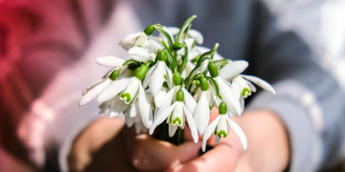 Female hand hold Bouquet of snowdrops. Copy space. Holiday concept. Beautiful spring flowers. Springtime