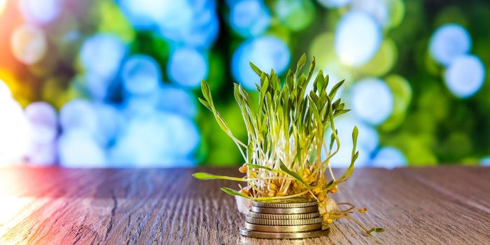 Sprouted wheat on stack of coins nature background. Roots, food, health. Micro green sprouts. Organic, vegan healthy food concept. Home gardening Seedlings. Seeding