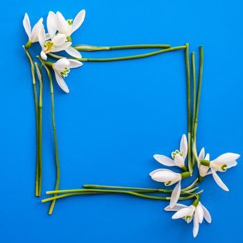 Flat lay composition with snowdrop flowers on color background, copy space for text. Square frame made of snowdrop. Holiday mock up greeting card