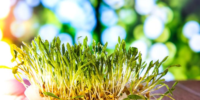 Sprouted wheat on nature background. Roots, food, health. Micro green sprouts. Organic, vegan healthy food concept. Home gardening Seedlings. Seeding