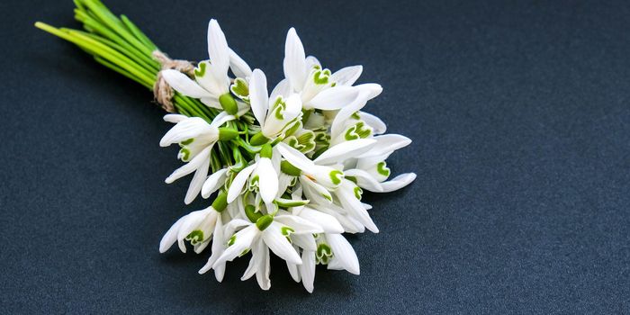 Bouquet of snowdrop flowers. Early spring time flowers. Holiday background. Greeting card. Creative layout