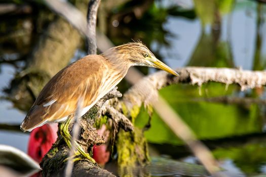 ardeola ralloides bird sitting on a branch by the lake