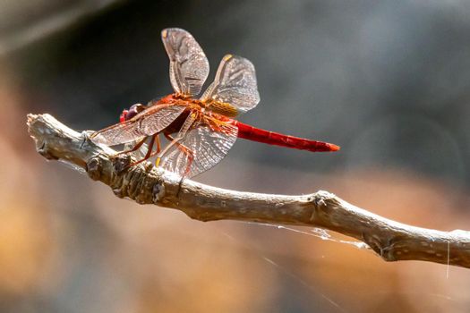 Cardinal Venerossa dragonfly perched on a branch by the lake