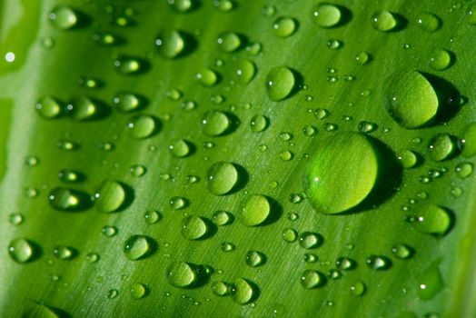 Green leaf with water drops