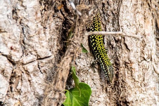 lizard on a tree trunk in the sunshine in the summer time