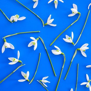 Snowdrop flower arranged on a blue background. Spring concept minimal pattern. Flat lay frame. Holiday greeting card