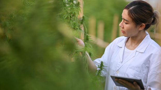 Professional researchers holding digital tablet and inspecting cannabis plants in greenhouse. Alternative herbal medicine, health, hemp industry concept.