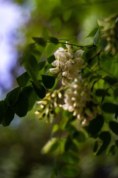 White acacia blooming on the tree in summer time