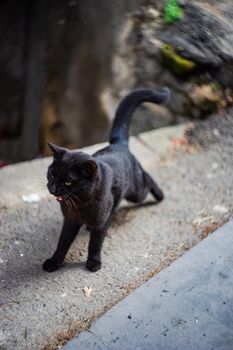 Cute black cat walking on the city street