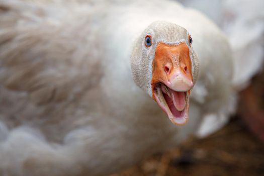 Beak and Face of White Goose. The duck is aggressive she is angry and hissing