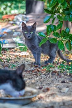 Cute grey cat waiting and looking with hope to eat food