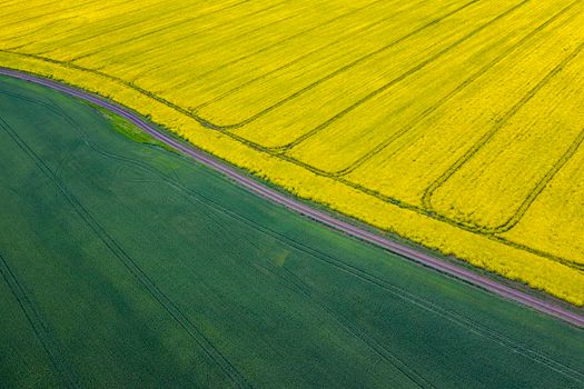 Amazing ?erial view of rapeseed and wheat fields separated by a road.