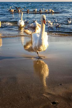 A beautiful white swan on the beach with reflection. Birds at the seaside near Varna, Bulgaria