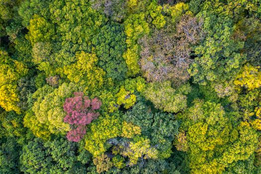 Autumn color forest. Aerial view from a drone over colorful autumn trees in the forest.