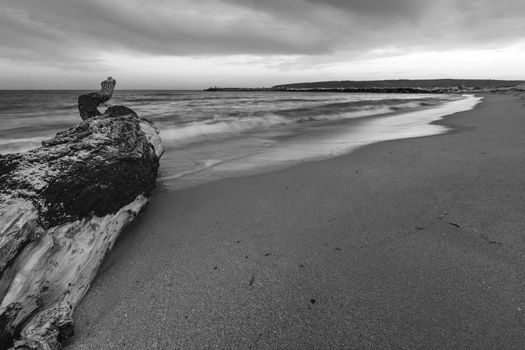 Seascape. Superb long exposure view with the old tree at the beach. Black and white	