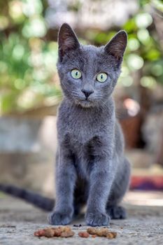Portrait of a cute gray cat with beautiful eyes. Vertical view