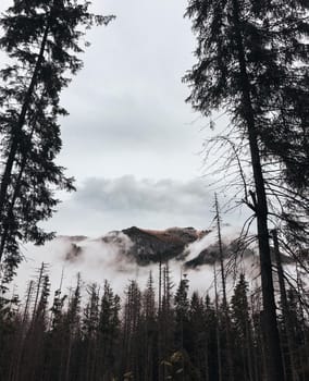 High Tatra mountains in clouds and fog. charred tall spruce. Zakopane. Morskie Oko park. Poland