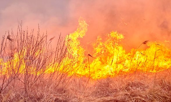 Burning old dry grass in garden. Flaming dry grass on a field. Forest fire. Stubble field is burned by farmer. Fire in the Field.