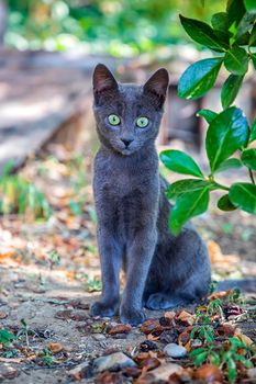 Portrait of a cute gray cat with beautiful eyes in the garden. Vertical view