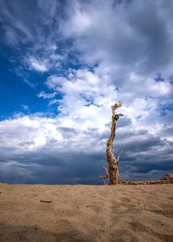 dead tree on blue sky background.Art background for sad, dead, lonely, hopeless, and despair. Lonely death background.