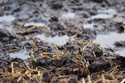 Puddles on a paddock on a dreary day as a close up