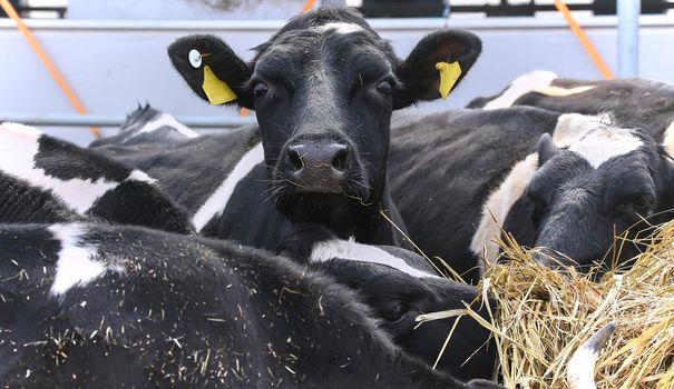 agriculture industry, farming and animal husbandry concept - herd of cows eating hay in cowshed on dairy farm