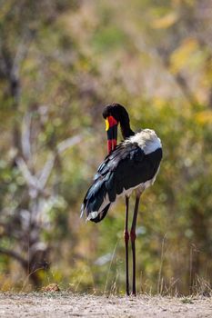 Specie Ephippiorhynchus senegalensis family of Ciconiidae