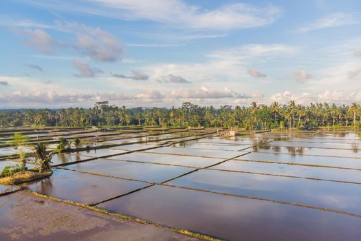 Rice Terrace Aerial Shot. Image of beautiful terrace rice field.