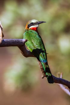 Specie Merops bullockoides family of Meropidae