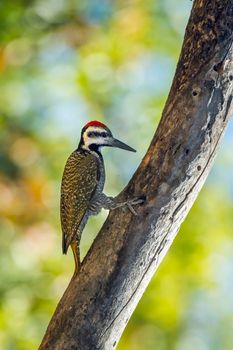 Specie Chloropicus namaquus family of Picidae