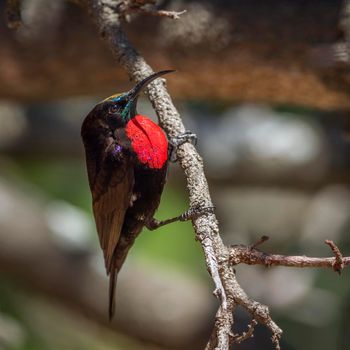 Specie Chalcomitra senegalensis family of Nectariniidae