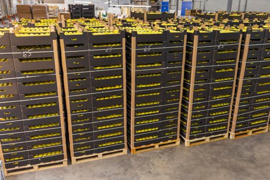 many cardboard boxes with yellow apples inside