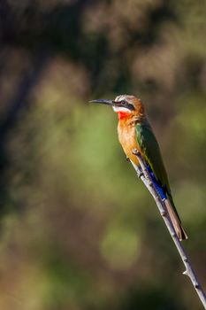 Specie Merops bullockoides family of Meropidae