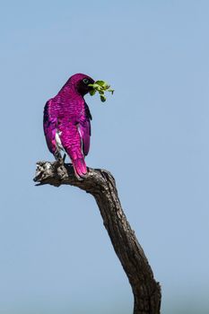 Specie Cinnyricinclus leucogaster family of Sturnidae