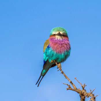 Specie Coracias caudatus family of Coraciidae