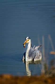 Specie Ardea cinerea family of Ardeidae 