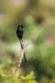 Specie Urolestes melanoleucus family of Laniidae