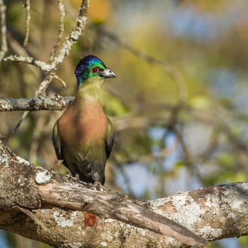 Specie Gallirex porphyreolophus family of Musophagidae