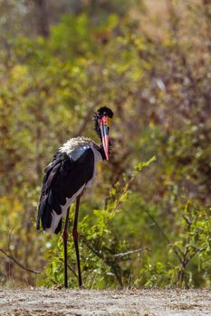 Specie Ephippiorhynchus senegalensis family of Ciconiidae