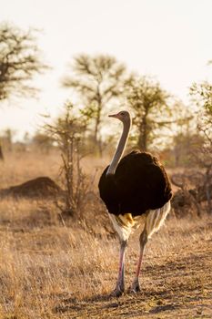 Specie Struthio camelus family of Struthionidae